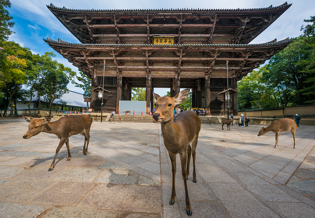 Nara 3